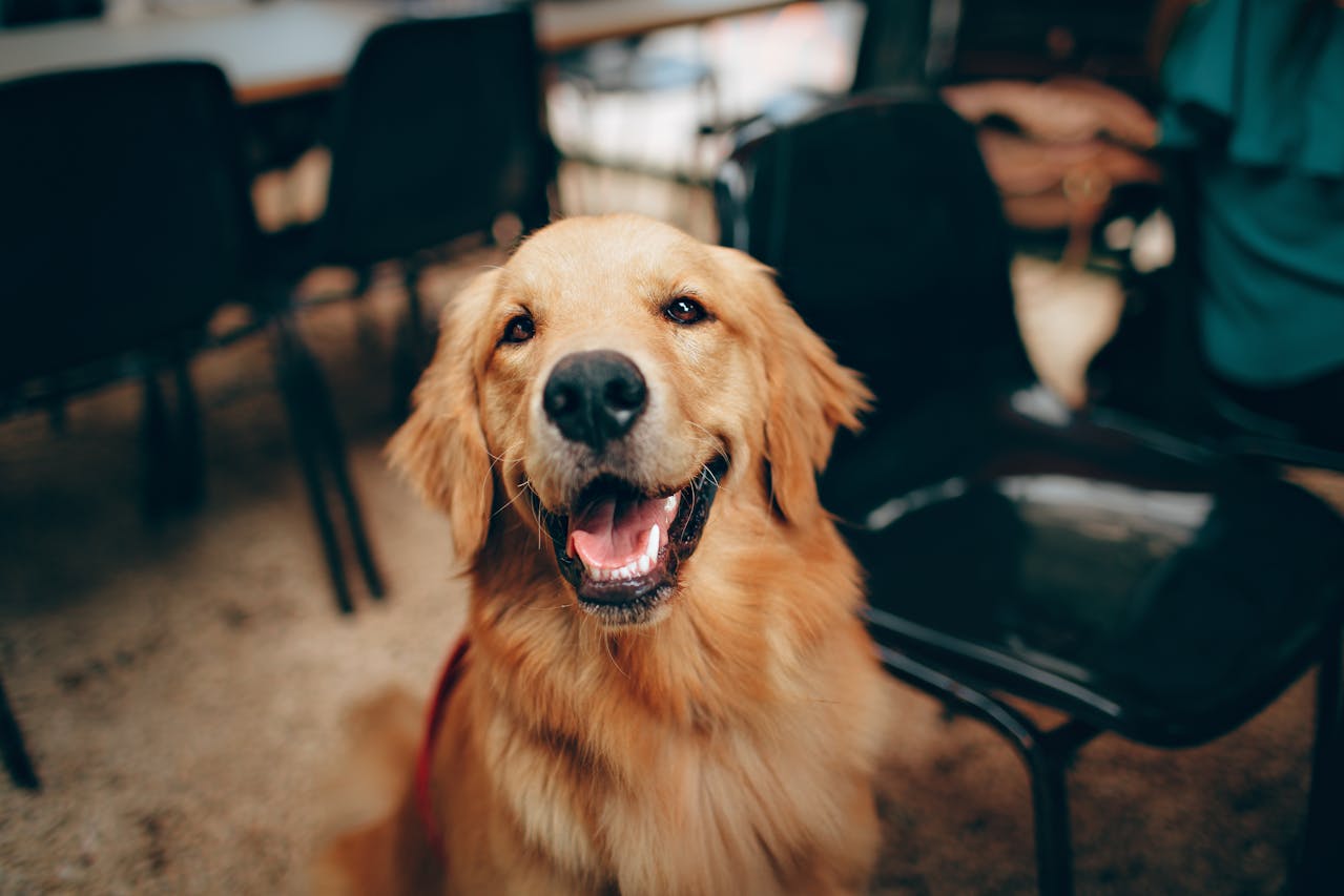 <p> Golden Retrievers are renowned for their friendly disposition and gentle temperament. This breed is highly trainable, making them ideal for novice dog owners. Their affectionate nature allows them to bond quickly with family members, including children. Golden Retrievers require regular exercise and enjoy outdoor activities, making them a great choice for active families. With their beautiful coats and lovable personalities, Golden Retrievers bring joy and companionship to any household. </p> :: Pexels