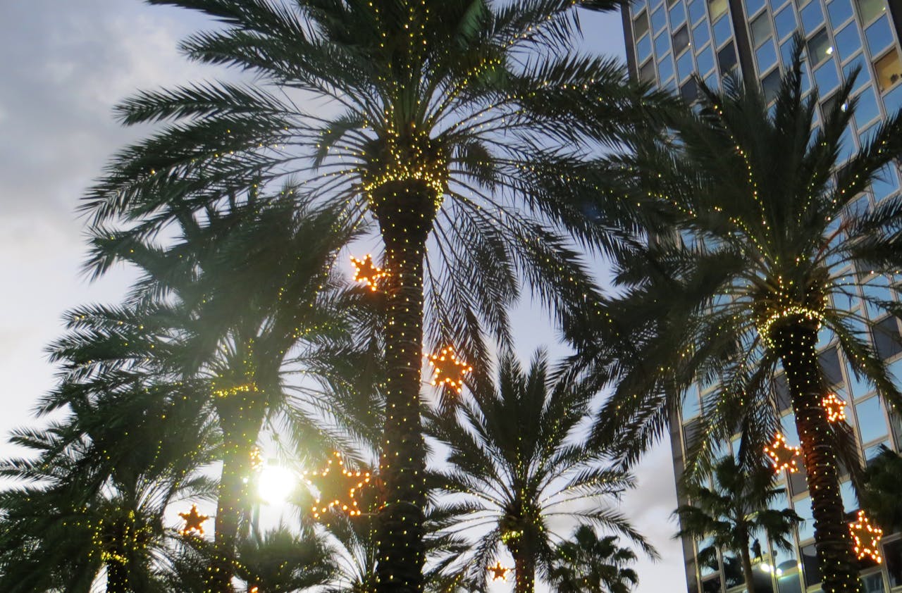 <p> In Florida, some municipalities restrict decorating palm trees for the holidays. The regulations are intended to protect the native plants from potential harm caused by heavy lights or ornaments. Authorities encourage residents to use traditional Christmas trees instead of adorning local flora. This quirky rule highlights how environmental considerations can influence holiday traditions, even in the most unexpected ways. </p> :: Pexels