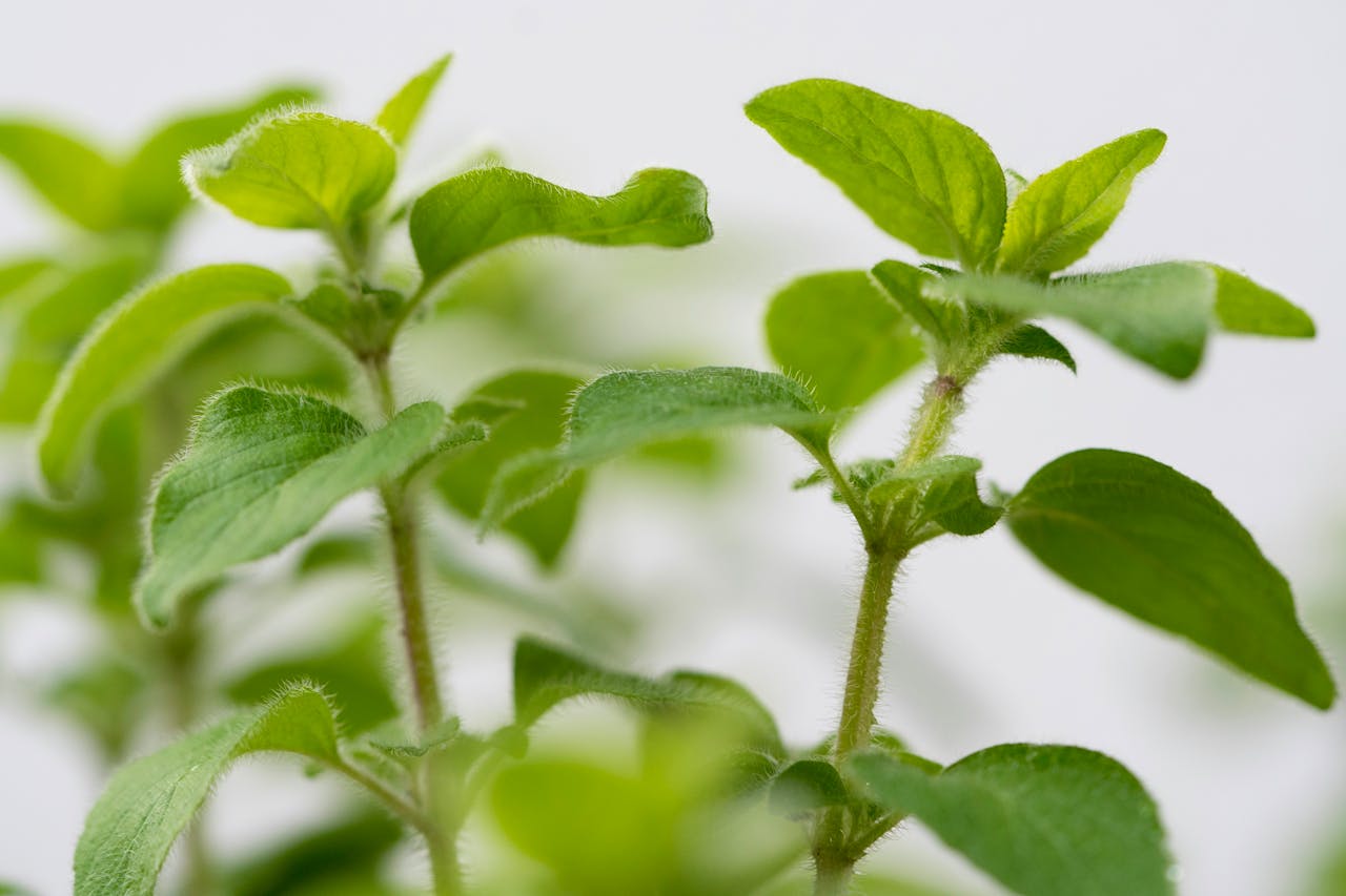 <p> Oregano, a common herb in Mediterranean cooking, offers a peppery and slightly bitter flavor that enhances sauces, marinades, and grilled foods. This spice is rich in antioxidants and contains compounds with anti-bacterial properties, helping to bolster immune health. For those over 50, a strong immune system is vital, and oregano provides both flavor and wellness benefits. A sprinkle of oregano can elevate your pasta dishes or salads, delivering both taste and health. </p> :: Pexels