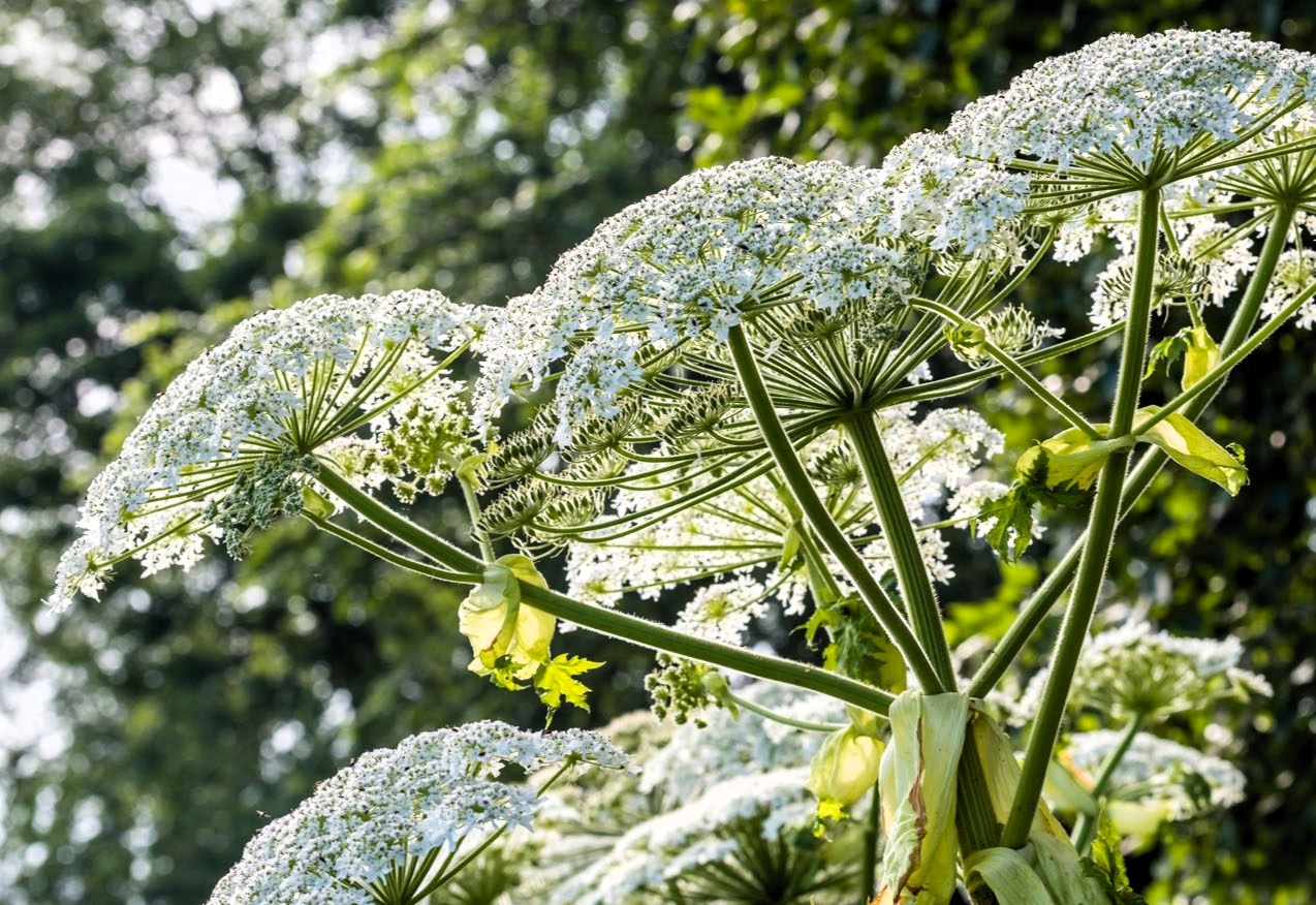 <p> Giant hogweed is a striking plant with tall stems and umbrella-like clusters of white flowers, but it poses serious risks. Its sap can cause severe burns, blisters, and even permanent scarring when exposed to sunlight. Classified as a noxious weed in states like New York and Washington, growing giant hogweed is illegal due to the danger it poses to human health. For a safer alternative with a similar look, try growing cow parsnip or angelica, which are both native and non-harmful. </p> Getty Images / BBC Gardeners' World Magazine