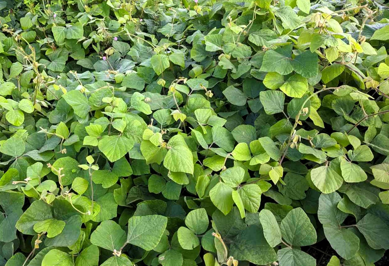 <p> Kudzu, often called "the vine that ate the South," is infamous for its rapid growth and invasive tendencies. Originally introduced to the United States for erosion control, it quickly became a problem by smothering native vegetation and overtaking entire landscapes. Many states, including Florida and Texas, have outlawed planting kudzu due to its ability to spread aggressively and cause ecological harm. If you are looking for a ground cover, consider native options like creeping phlox or Virginia creeper, which are both safe and visually appealing. </p> :: The Spruce / K. Dave