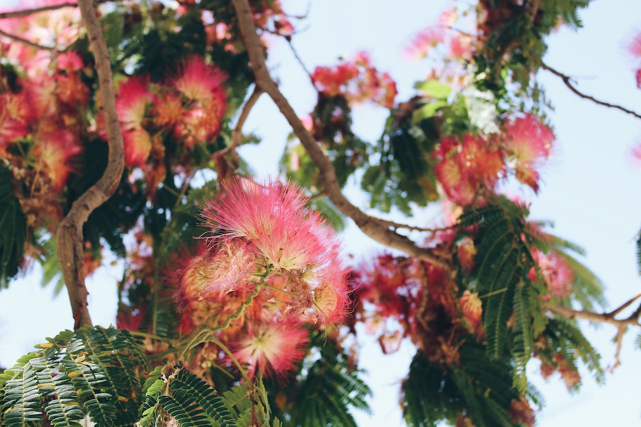 <p> The mimosa tree is admired for its delicate, fern-like leaves and fragrant pink flowers, but it is an invasive species in many parts of the United States. It spreads aggressively, outcompeting native trees and shrubs, and is illegal to plant in states like Florida. If you want a flowering tree for your backyard, consider native options like dogwood or redbud. These trees are stunning, eco-friendly, and support local wildlife. </p> :: Pexels