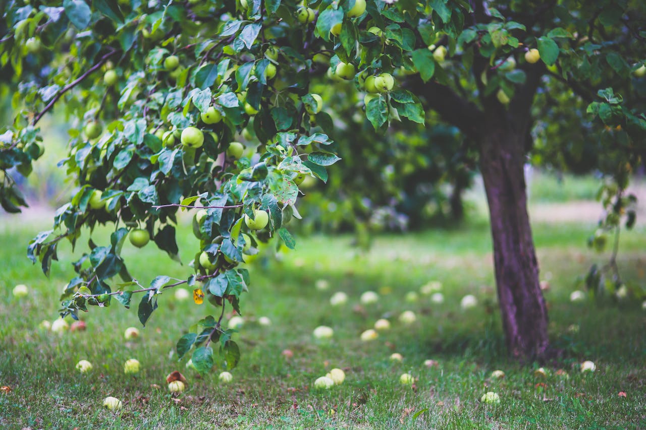 <p> While planting fruit trees can be a rewarding experience, it’s important to carefully consider your yard's needs and limitations. The trees listed above come with challenges that can lead to frustration, unnecessary maintenance, and even damage to your property. Before planting any tree, make sure to research its growth habits, potential problems, and how well it fits with your yard’s specific conditions. By choosing the right tree, you can enjoy a beautiful, fruitful landscape without the headaches. </p> :: Pexels