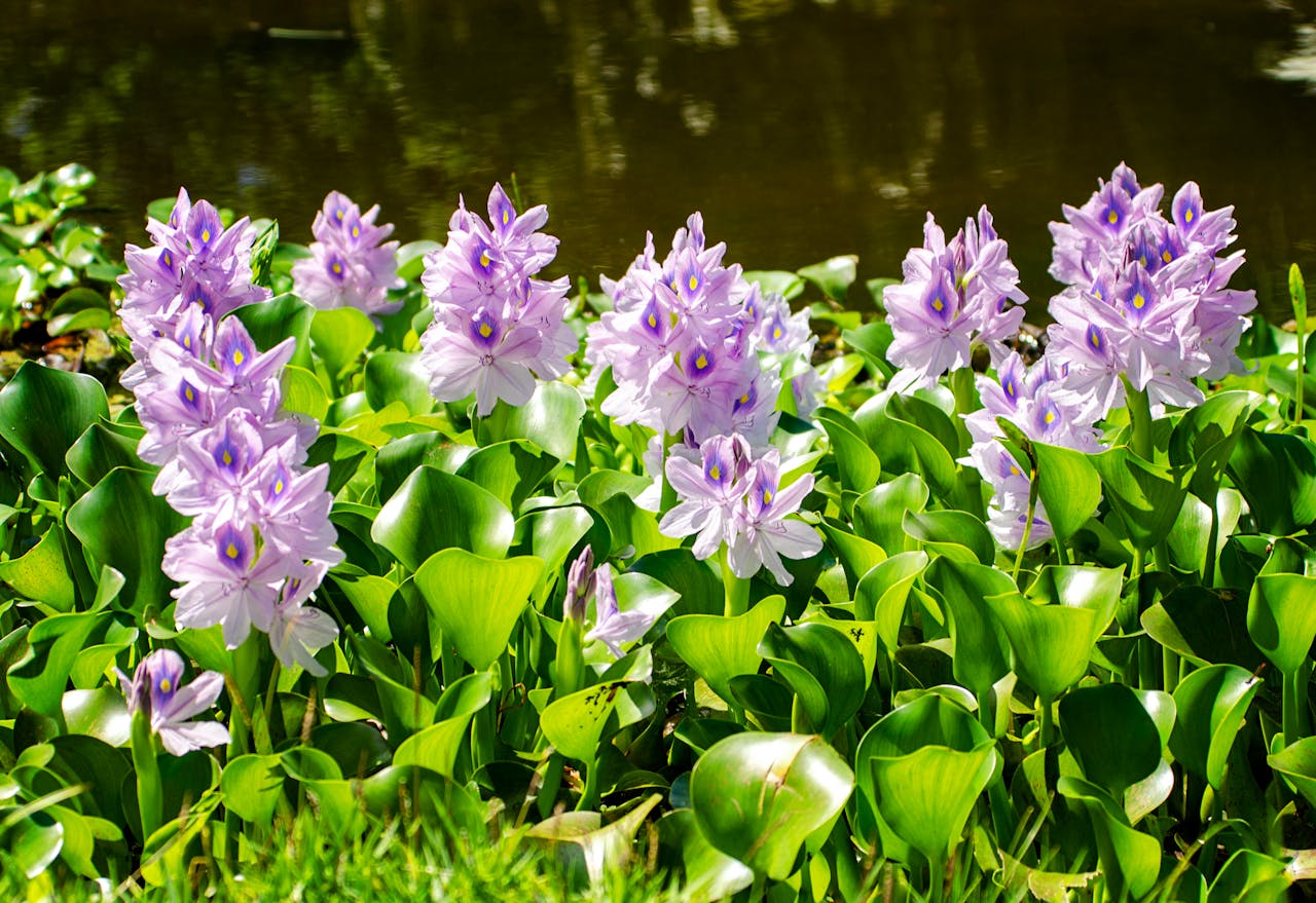 <p> Water hyacinth is a floating aquatic plant with lovely lavender flowers, but it is one of the most invasive species in the world. In states like Florida and Texas, it is illegal to grow or transport water hyacinth because it clogs waterways, outcompetes native plants, and harms aquatic life. If you have a backyard pond or water feature, choose native aquatic plants like pickerelweed or water lilies. These options are beautiful and help maintain a balanced ecosystem without causing legal or environmental problems. </p> :: Pexels