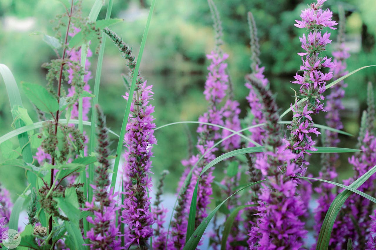 <p> Purple loosestrife is known for its vibrant purple flowers, but its beauty masks the damage it causes to wetlands. This invasive species displaces native plants, disrupts wildlife habitats, and alters water flow. Many states, including Minnesota and Illinois, have banned purple loosestrife because of its destructive impact on aquatic ecosystems. If you are drawn to its vibrant color, consider planting native wildflowers like blazing star or bee balm, which are beneficial for pollinators and safe for the environment. </p> :: Pexels