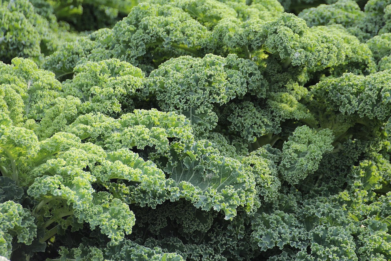 <p> Kale is a leafy green that has earned its reputation as a nutritional powerhouse. It’s loaded with vitamins A, C, and K, as well as calcium and fiber, making it an excellent choice for supporting bone health and digestion. Kale also contains antioxidants like lutein and zeaxanthin, which promote eye health—a common concern for those in their 50s. Whether used in salads, soups, or as a base for green smoothies, kale is a versatile addition to any diet. </p> :: Pexels