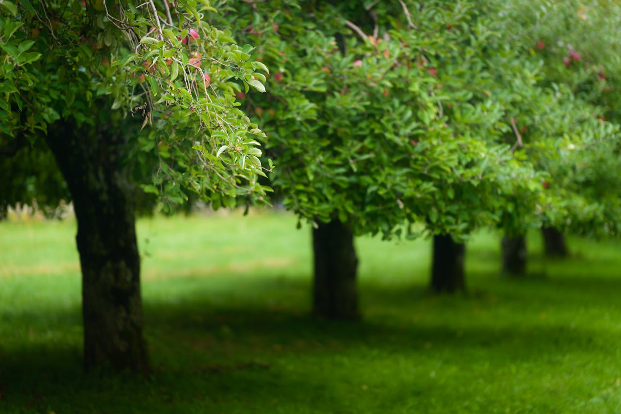 <p> If you’ve ever dreamed of growing your own fruit in the comfort of your backyard, it’s easy to get excited about the idea of planting a fruit tree. After all, who doesn’t love the thought of fresh, homegrown apples, peaches, or cherries? However, not all fruit trees are suitable for every yard. Some can cause more trouble than they’re worth, from invasive roots to messy fruit drops, attracting pests, and even damaging your property. To help you avoid costly mistakes and frustration, here are 10 fruit trees experts recommend you should never plant in your yard. </p> :: Pexels