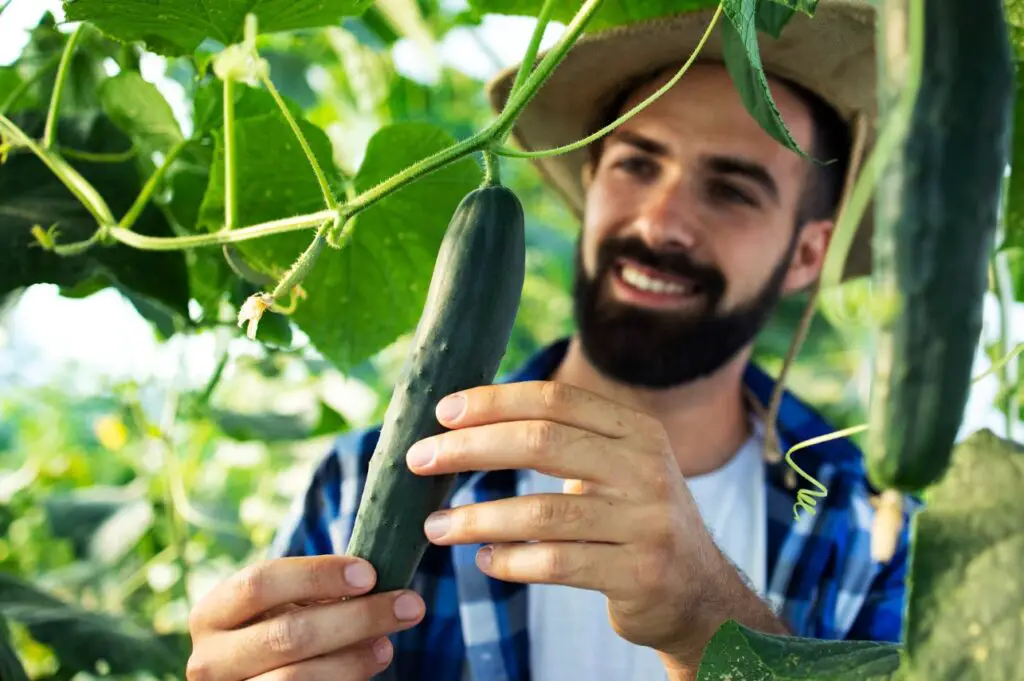 <p> Cucumbers are another excellent option for bucket gardening, especially smaller varieties like bush cucumbers. They require a trellis or stake for support, as they tend to spread. Cucumbers need plenty of sunlight and regular watering to produce abundant fruit. With proper care, they continue to yield crisp, refreshing cucumbers for fresh eating or pickling throughout the growing season. </p> :: Pexels