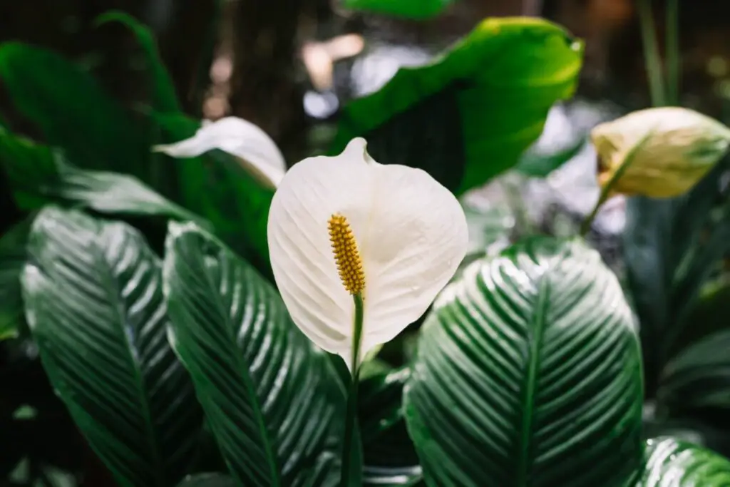 <p> Peace lilies can thrive in water alone as long as their roots receive proper care. To grow a peace lily hydroponically, place its roots in a container with clean water, preferably with pebbles for added support. This elegant plant is known for its stunning white blooms and its ability to improve indoor air quality by removing toxins. Peace lilies prefer indirect sunlight and require fresh water every week to prevent root rot. Their graceful appearance makes them a stylish and refreshing addition to any space. </p> :: Pexels