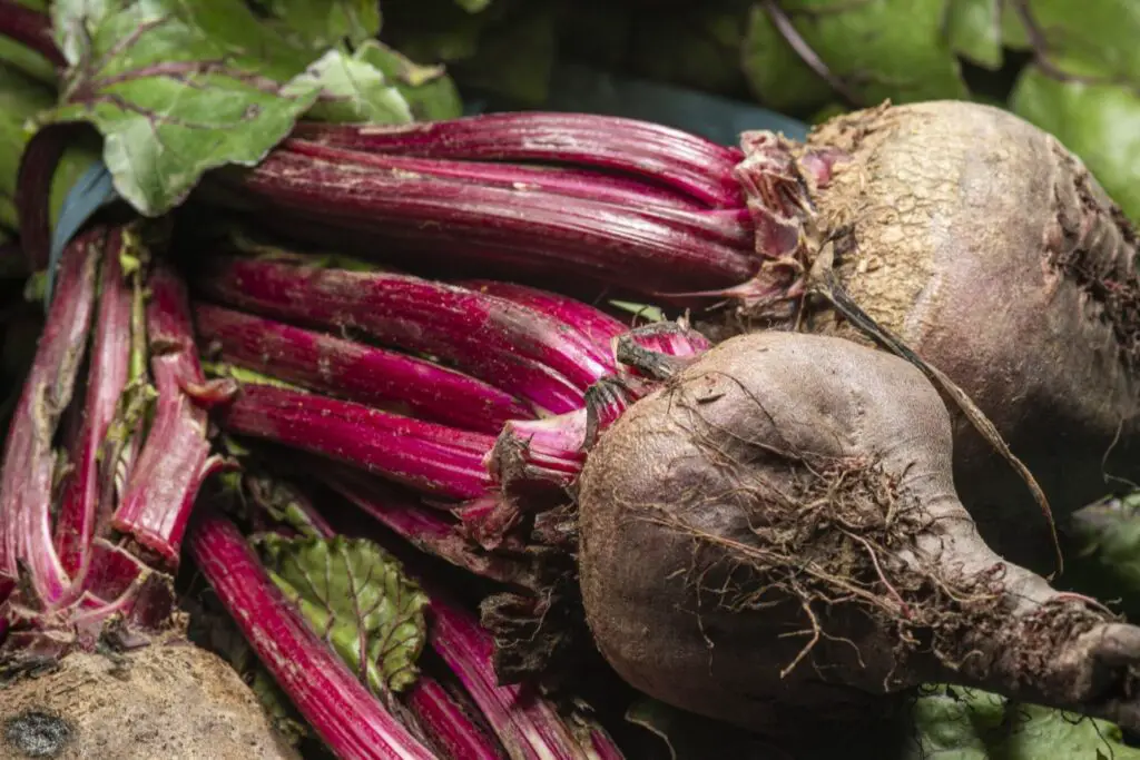 <p> Beets are not only delicious but also packed with powerful nutrients that benefit your heart and overall health. Rich in folate, manganese, and antioxidants, beets support heart health by improving blood flow, lowering blood pressure, and reducing inflammation. Beets are also a natural source of nitrates, compounds that have been shown to enhance athletic performance by improving oxygen flow to muscles. Additionally, the betalains found in beets possess anti-inflammatory and antioxidant properties, which may reduce the risk of chronic diseases like cancer. Add roasted beets to your salads or enjoy beet juice as a refreshing drink to reap the benefits of this vibrant root vegetable. </p> :: Freepik