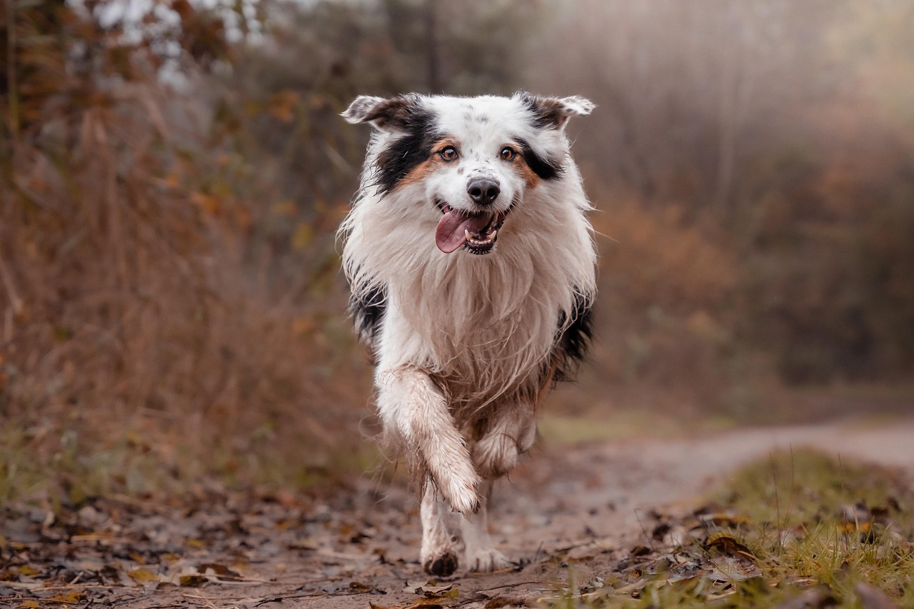 <p>Dogs have the ability to recognize familiar songs and sounds. If you consistently play a certain piece of music at specific times—whether it’s a song you use to relax together or a tune played during playtime—your dog may start associating it with certain activities. This connection can help improve your dog’s emotional state or even their behavior over time.</p> ::Pexels