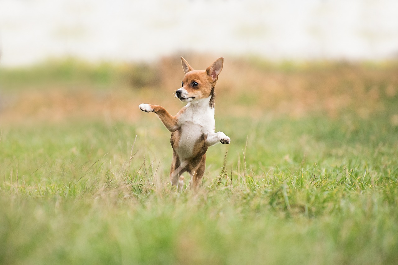 <p>Just like people, dogs may have specific tastes when it comes to music. A study conducted by the Scottish SPCA and the University of Glasgow found that dogs exhibited different behaviors when exposed to genres like rock, classical, and pop music. While classical music helped calm them, heavy metal or rock music might make some dogs agitated or restless, while pop music can create an upbeat and playful atmosphere. It’s all about finding what resonates best with your dog.</p> ::Pexels