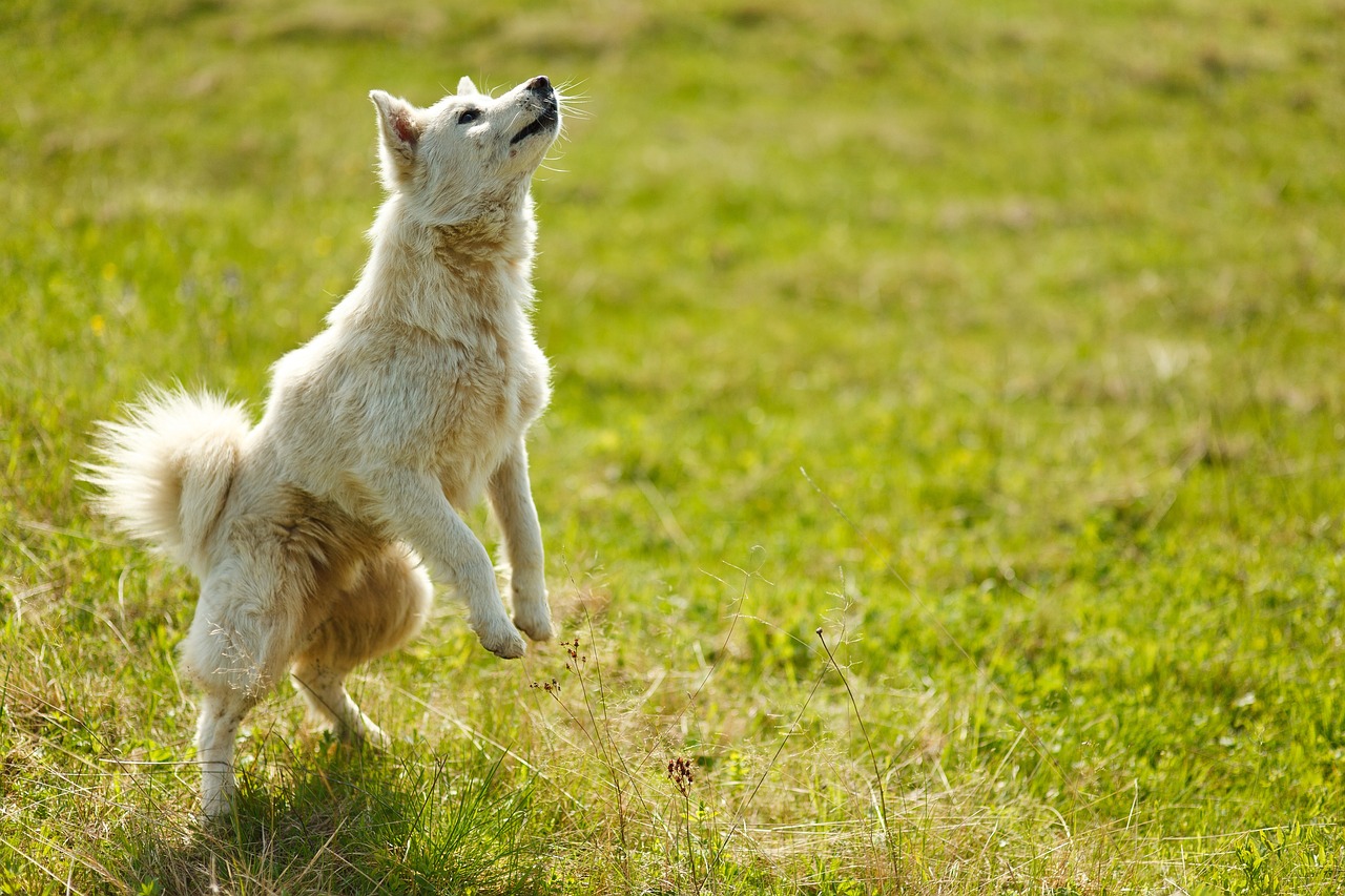 <p>Incorporating music into dog training can help improve focus and create a calming atmosphere. A study by the University of Canterbury (New Zealand) found that playing certain types of music during training sessions could increase a dog’s concentration, making it easier to reinforce positive behavior. The right music can also create a sense of routine, making training sessions feel more structured for your dog.</p> ::Pexels