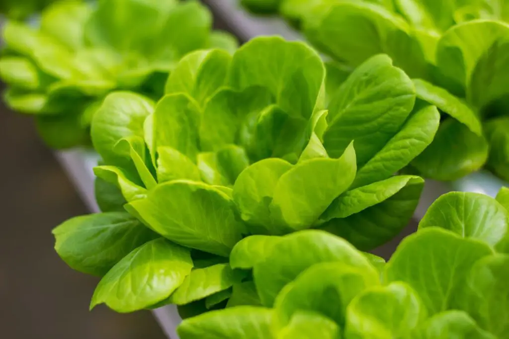 <p> Lettuce is one of the easiest vegetables to grow in a bucket, making it ideal for beginners. It grows quickly and does not require deep soil, so a five-gallon bucket is sufficient. Since lettuce prefers cooler temperatures, you can plant it in early spring or fall and even grow it indoors in winter with adequate light. Regularly harvesting outer leaves encourages continuous production, allowing you to enjoy a fresh supply for salads and sandwiches throughout the year. </p> :: Pexels