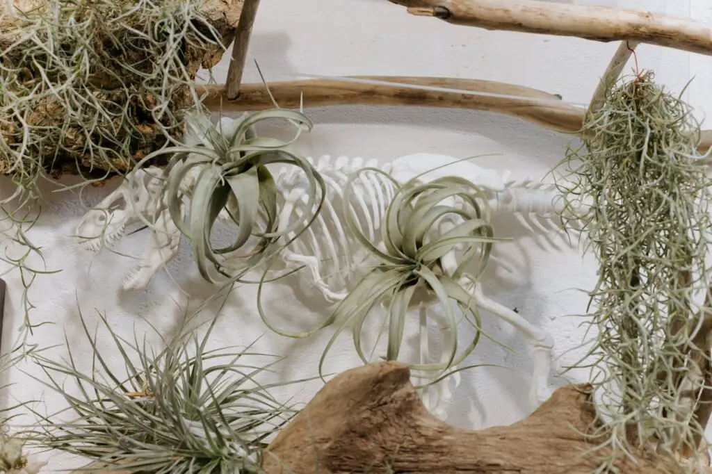 <p> Air plants are among the easiest houseplants to care for, requiring no soil at all. These unique plants absorb moisture and nutrients through their leaves from the air. They can be displayed in hanging glass terrariums, mounted on driftwood, or arranged in decorative bowls. To keep air plants healthy, mist them regularly or soak them in water for about 30 minutes once a week. They thrive in bright, indirect light and benefit from good air circulation, making them a perfect addition to modern and minimalist spaces. </p> :: Pexels