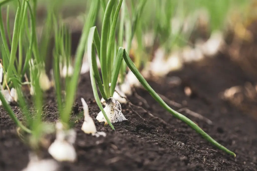 <p> Green onions, also called scallions, are among the easiest vegetables to grow and can be harvested in about 21 to 30 days. Unlike traditional onions, they do not require bulb development, which speeds up their growth. They can be grown in garden beds or even in small containers on a sunny windowsill. Simply snip the green tops for fresh garnish, and the plant will continue to grow, providing you with an ongoing harvest. </p> :: Pexels