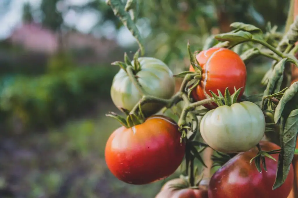 <p> Tomatoes are a favorite among bucket gardeners because they grow exceptionally well in containers. Opt for compact or determinate tomato varieties, such as cherry or patio tomatoes, which do not grow excessively tall. A five-gallon bucket provides ample space for the roots to develop, and with proper staking or caging, the plant remains stable. Ensure tomatoes receive at least six hours of sunlight daily and regular watering to enjoy juicy, homegrown tomatoes throughout the year. </p> :: Pexels