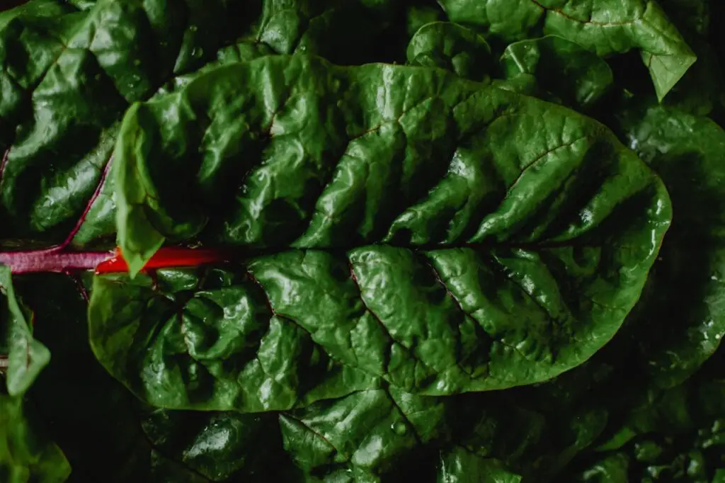 <p> Swiss chard is a colorful and nutrient-rich vegetable that grows well in buckets. It is highly adaptable to different weather conditions, making it suitable for year-round gardening. The plant continuously produces leaves when harvested regularly, ensuring a fresh supply for salads, stir-fries, and sautés. Swiss chard requires minimal maintenance and thrives in both sun and partial shade, making it perfect for beginner gardeners. </p> :: Pexels