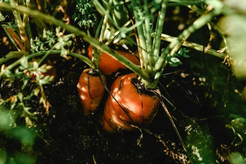 <p> Carrots are an excellent choice for bucket gardening, especially shorter varieties like Parisian or Chantenay carrots. A deep bucket allows the roots to grow properly, ensuring a good yield. Carrots prefer loose, well-draining soil and need consistent moisture to prevent cracking. Since they are a cool-season crop, they can be grown year-round with seasonal adjustments, making them a great option for beginners seeking a low-maintenance vegetable. </p> :: Pexels