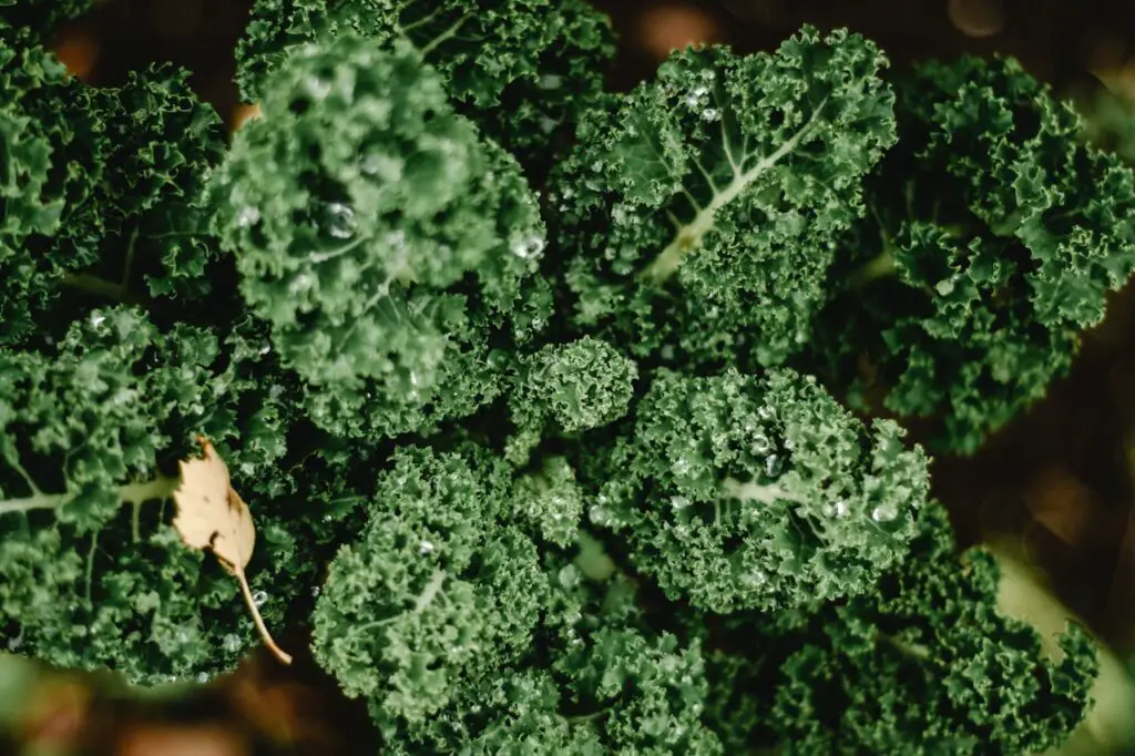 <p> Kale is widely regarded as one of the most nutrient-rich vegetables you can consume. It's loaded with vitamins A, C, and K, along with an impressive amount of calcium, iron, and fiber. These nutrients work together to promote bone health, boost the immune system, and improve overall cardiovascular health. Kale is also rich in antioxidants that help combat oxidative stress, which can contribute to aging and various diseases. Whether you toss it in salads, blend it into smoothies, or sauté it with olive oil and garlic, kale is a delicious and versatile addition to your meals. </p> :: Pexels