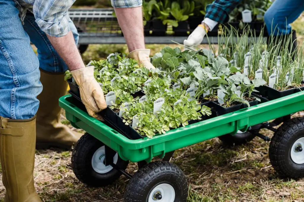 <p> If you are eager to grow fresh, homegrown vegetables but do not want to wait months for a harvest, you are in luck! Some vegetables grow incredibly fast, allowing you to enjoy fresh produce in as little as 30 days. Whether you are a beginner gardener or looking for quick-growing crops to fill gaps in your garden, these vegetables will provide delicious and nutritious rewards in no time. Here are 12 fast-growing vegetables you can harvest within a month. </p> :: Pexels