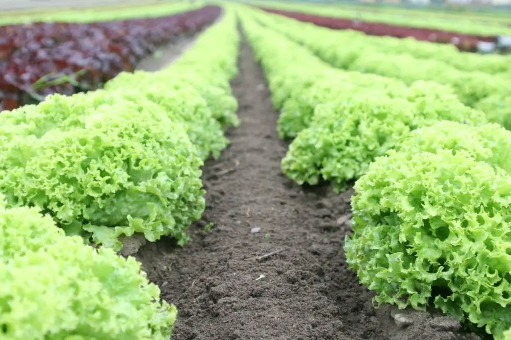 <p> Leaf lettuce varieties, such as Romaine, Butterhead, and Loose-leaf, can be harvested in about 30 days, especially if you pick the outer leaves rather than waiting for a full head to develop. This cut-and-come-again method allows the plant to keep producing for weeks. Lettuce grows well in both garden beds and containers, making it perfect for small spaces. It is a staple for fresh salads, wraps, and sandwiches. </p> :: Pexels