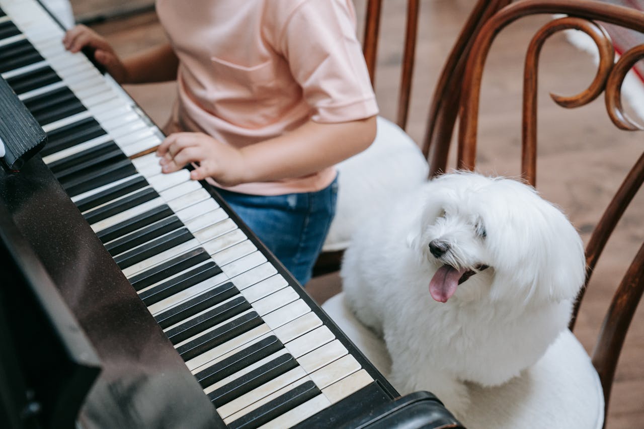 <p>Playing music together can also enhance the emotional connection between a dog and their owner. The shared experience of listening to music can promote relaxation and help you both unwind. Whether you’re enjoying a quiet evening or playing interactive games with music in the background, the sound of music can bring an extra layer of bonding to your relationship.</p> ::Pexels