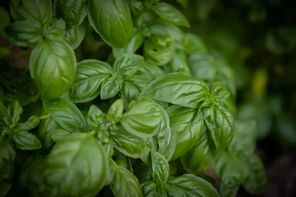 <p> Although not technically vegetables, herbs like basil, parsley, and cilantro grow exceptionally well in buckets and are incredibly beginner-friendly. They do not require much space, and regular trimming encourages more growth. Basil thrives in warm conditions, while parsley and cilantro prefer cooler temperatures. By rotating your herb selection, you can enjoy fresh flavors in your cooking all year long without much effort. </p> :: Pexels