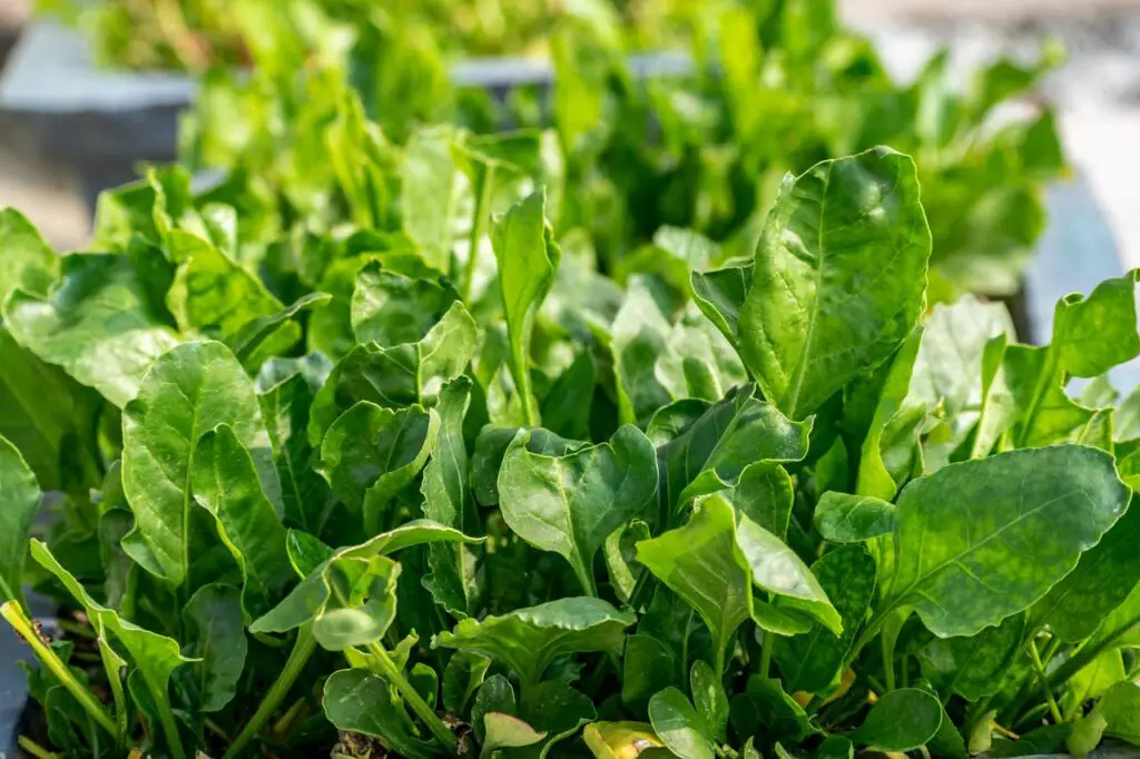 <p> Spinach thrives in containers and can be grown year-round with proper care. This leafy green does not require a deep root system, making it perfect for buckets. Spinach grows best in partial sunlight and cooler temperatures, so it is well-suited for indoor growing during colder months. With frequent harvesting, spinach plants continue to produce new leaves, ensuring a steady supply of nutritious greens for smoothies, soups, and salads. </p> :: Pexels