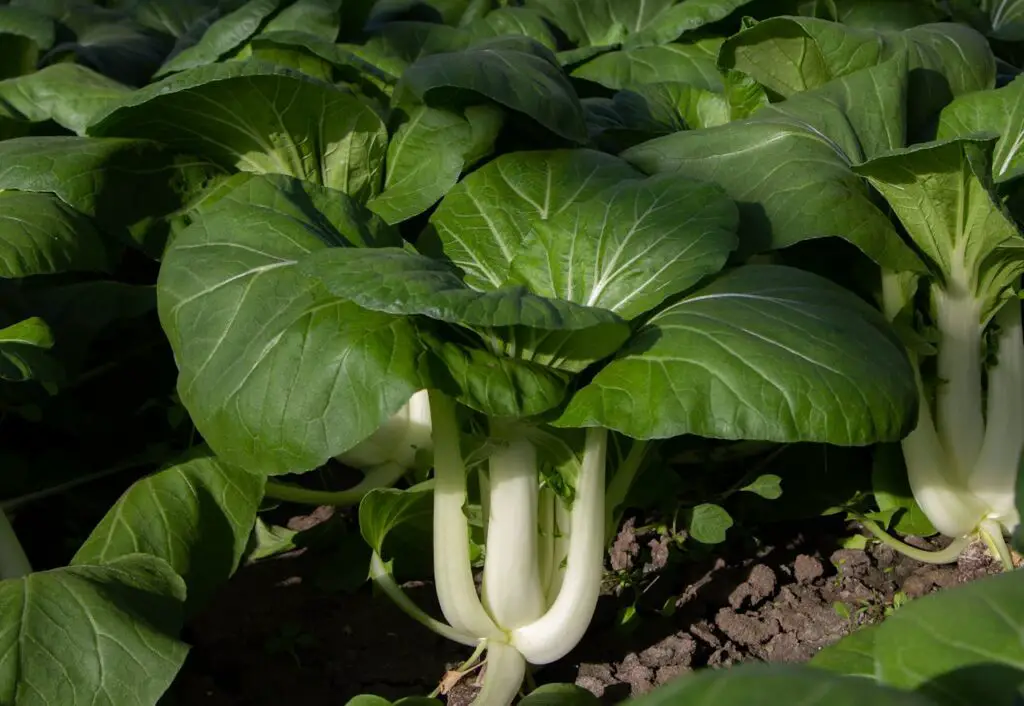 <p> Bok choy, or baby bok choy, is a fast-growing leafy vegetable that can be harvested within 30 days. This Asian green is great for stir-fries, soups, and salads. It grows well in cool weather and partial shade, making it a versatile crop for different garden conditions. Picking outer leaves as needed allows the plant to keep producing, giving you a steady supply of fresh, crunchy greens. </p> :: Pexels