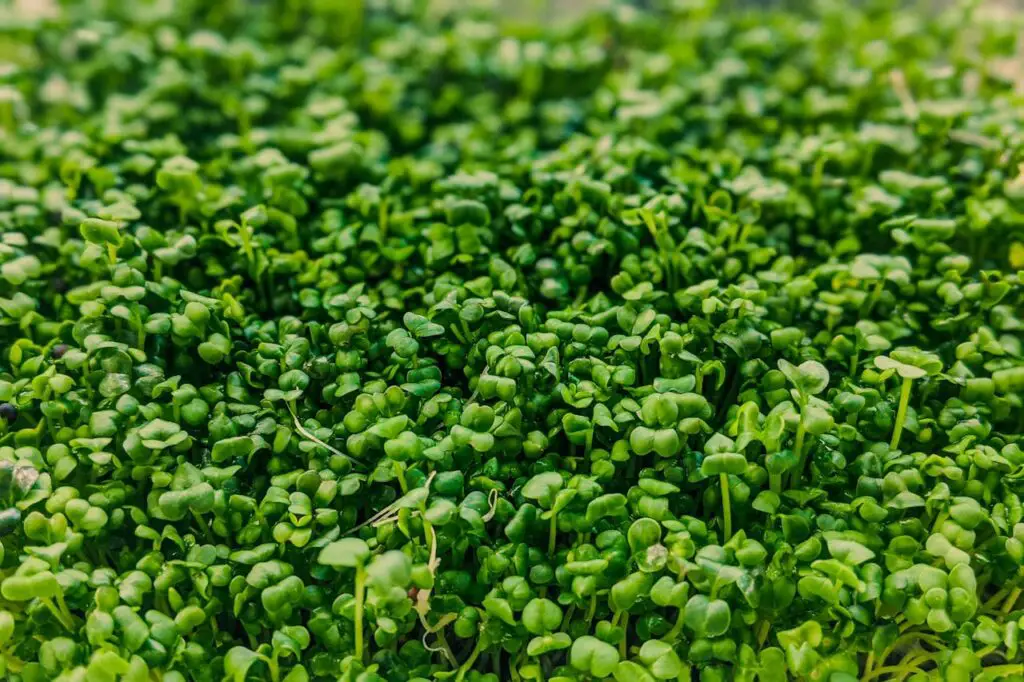 <p> Garden cress is one of the quickest-growing vegetables, often ready to harvest within just two weeks. This tiny, nutrient-packed green has a peppery taste and is perfect for garnishing salads, sandwiches, and soups. Cress thrives in both garden beds and containers and even grows well indoors on a windowsill. Because of its fast growth, you can plant multiple batches for a continuous supply throughout the season. </p> :: Pexels