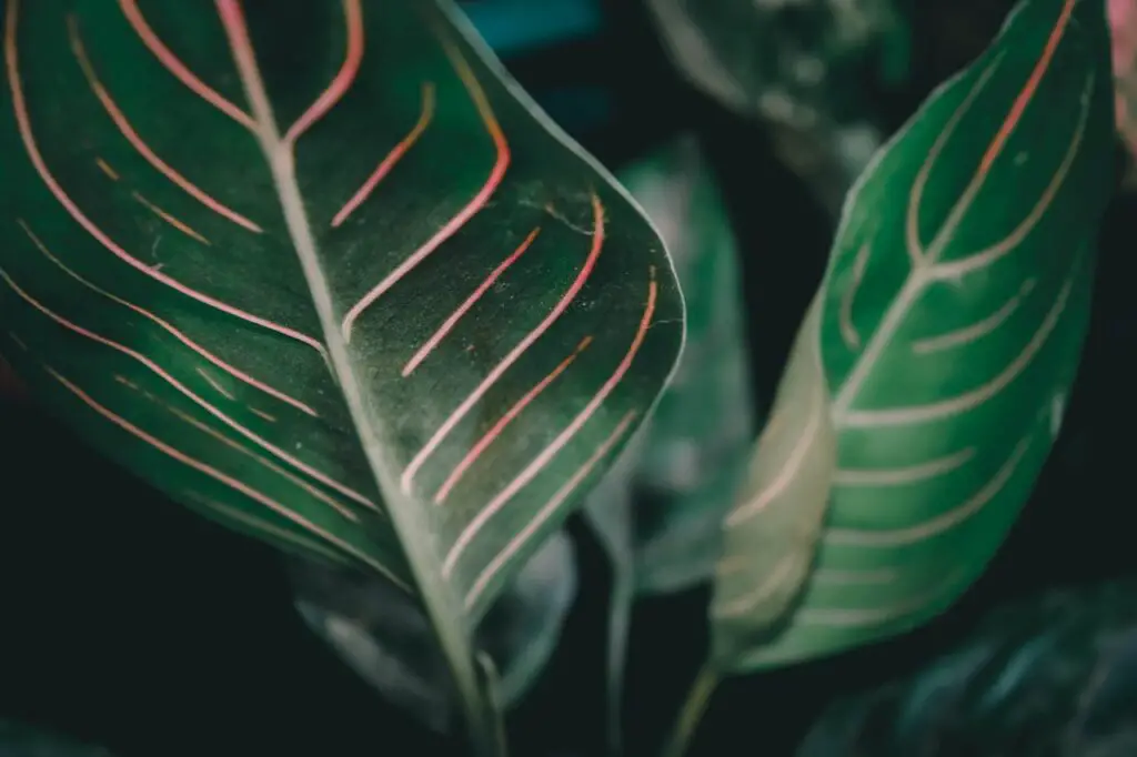 <p> The Chinese evergreen is a resilient houseplant that can be grown hydroponically, meaning it does not need soil to thrive. This plant can adapt to various conditions, including low light and high humidity, making it a versatile choice for indoor spaces. To grow a Chinese evergreen without soil, place its roots in a container of water with small stones or pebbles for stability. It prefers distilled or filtered water and should be replenished regularly to prevent stagnation. Its lush green foliage with striking variegations makes it a beautiful addition to any home or office. </p> :: Pexels