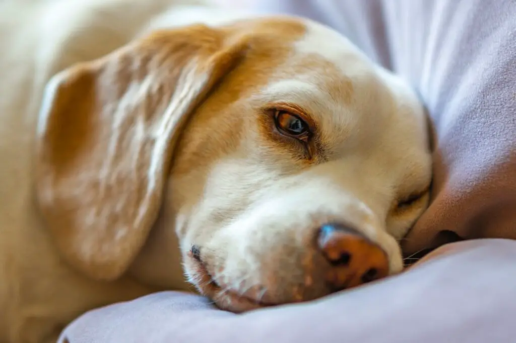 <p> Interacting with a dog can naturally lower blood pressure, leading to a reduced risk of heart disease and stroke. Studies have shown that simply petting a dog for a few minutes can lead to a measurable decrease in blood pressure. This calming effect is particularly beneficial for individuals dealing with hypertension or high-stress environments. The soothing presence of a dog can help maintain a stable heart rate and contribute to overall cardiovascular health. </p> :: Pexels