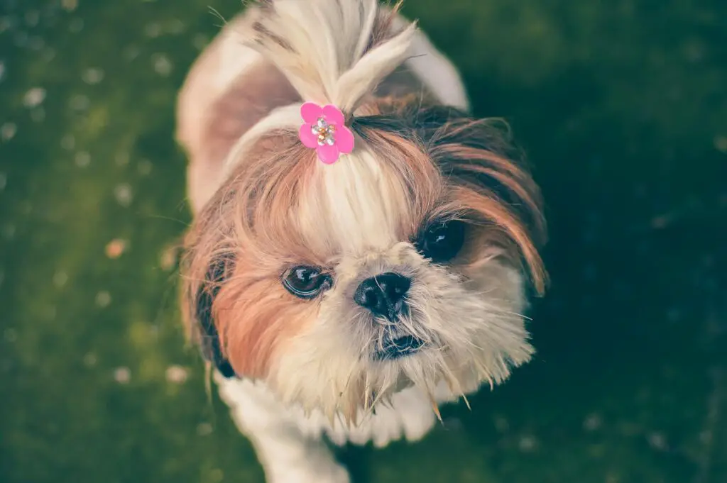 <p>The Shih Tzu is a small dog with a rich coat and a calm, sweet look that brings joy to any room. It is known for its gentle ways and low need for harsh play, which fits well with a slow life. The breed is prized for its clear love of a warm lap and soft care from its owner. Many seniors pick the Shih Tzu for its calm, true ways and ease of handling. Its small frame and quiet step make it a fine friend for a life of calm days and kind nights. The Shih Tzu is a small pal that fills a home with soft cheer and warmth.</p> ::Pexels