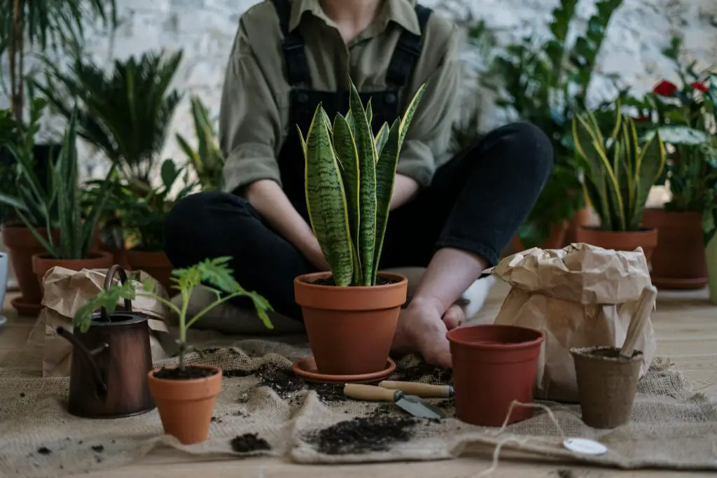 <p>Indoor gardening is a great way to bring nature inside your home. It brightens your space and gives you a sense of calm. Even if you have little room, you can grow fresh herbs, small plants, and flowers with ease. Many people now try indoor gardening to boost their mood and add a touch of green to their day. With a few smart hacks, anyone can start growing today and enjoy a lively, natural space indoors.</p> ::Pexels