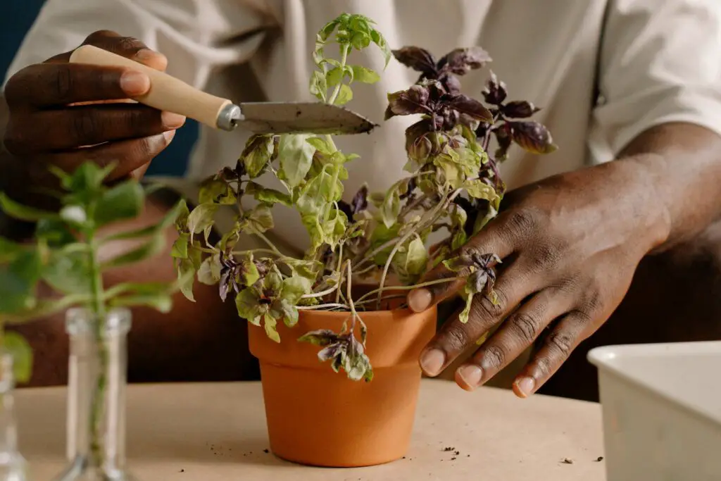 <p>Begin your indoor garden with plants that are known for their hardiness. Herbs like basil, mint, and parsley are ideal choices because they need little care. Easy-to-grow plants are a hit among beginners, as they flourish with minimal effort. Their simple needs mean you can enjoy fresh herbs without much work. This hack is favored for its high success rate and the joy of having home-grown flavors at your fingertips. With these plants, even novice gardeners can see quick wins that boost confidence.</p> ::Pexels