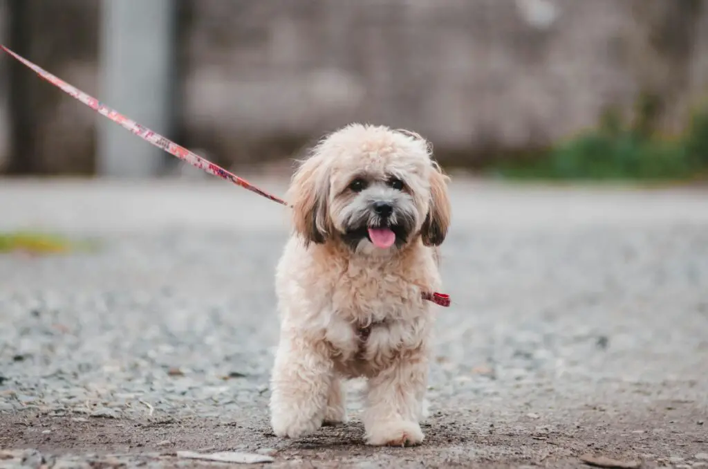 <p>The Lhasa Apso is a small dog with a rich past and a watchful eye. It has a firm build and a calm step that many seniors find a good match for a low-key life. This breed is known for its steady nature and clear bond with its owner, which brings a sense of ease to the heart. Many seniors find the Lhasa Apso a fine friend because it is both smart and low in need for high play. Its long coat may need care, yet its true charm and kind gaze make up for it. The Lhasa Apso is a trusted pal that stands by you with a calm and true bond.</p> ::Pexels