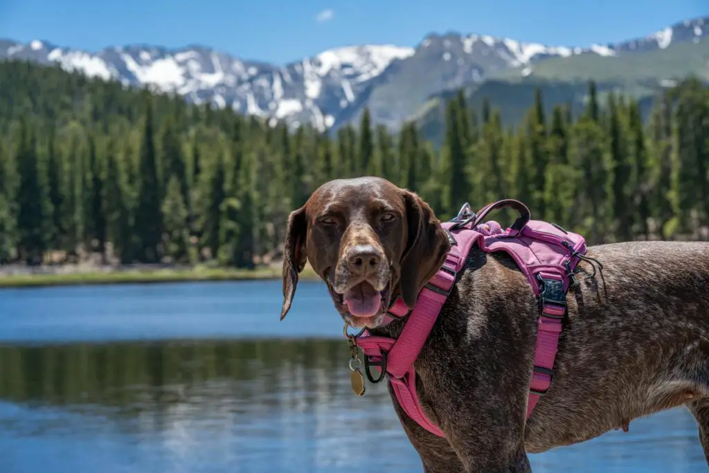 <p>Dehydration can sneak up fast, especially on warm days. Always have fresh water available. A spill-proof travel bowl works well in the car. If you’re stopping at a café or restaurant, bring a collapsible bowl to give your pet a drink. Some gas stations even have pet water stations.</p> ::Pexels