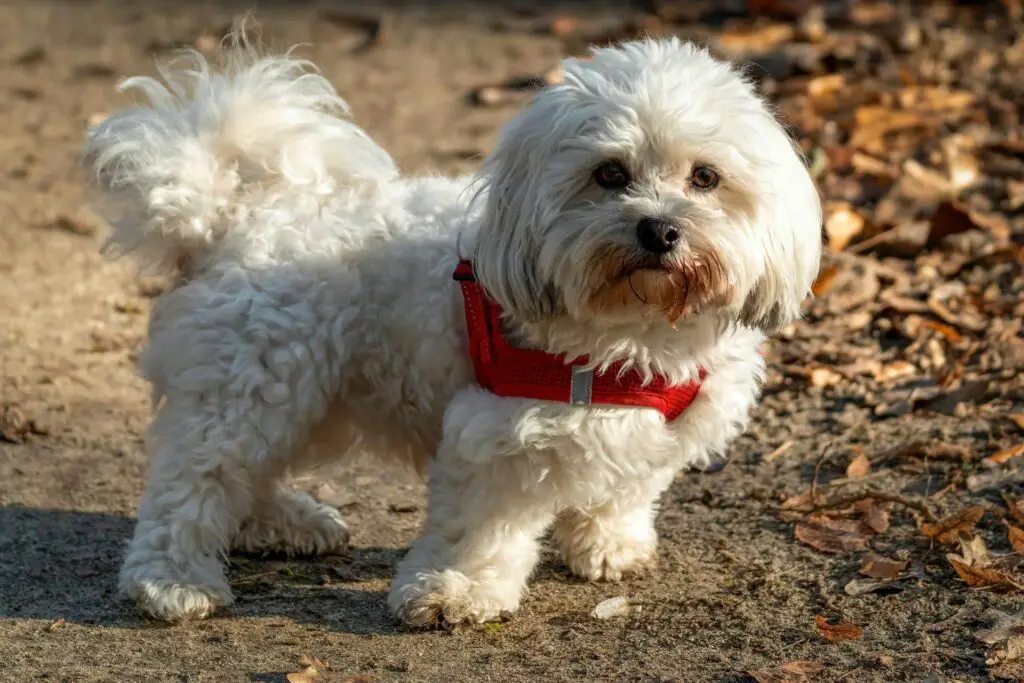 <p>The Maltese is a tiny dog that is famed for its white coat and pure, kind look. It has a gentle way and a soft step that many older folks find a perfect match for a calm life. This breed is well known for its low need for space and its clear love of quiet days. Many seniors choose the Maltese because it is light to care for and easy to groom. Its small size means it fits well in a snug home where care is shown in small acts. The Maltese is a top pick for those who need a gentle friend to bring soft light to their day.</p> ::Pexels