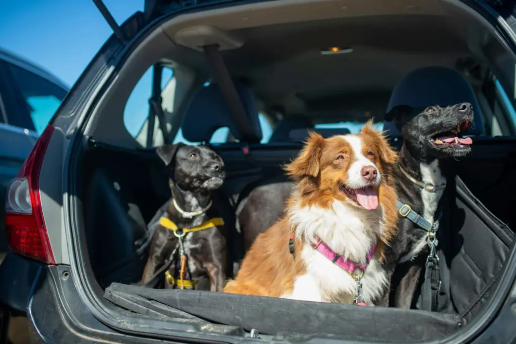 <p>Safety is key when traveling with pets. Loose pets in cars can be dangerous. Small pets should be in a sturdy carrier, while larger ones need a pet seat belt or travel harness. This prevents distractions and keeps your pet secure in case of sudden stops. Some pets take time to adjust, so try short trips first.</p> ::Pexels