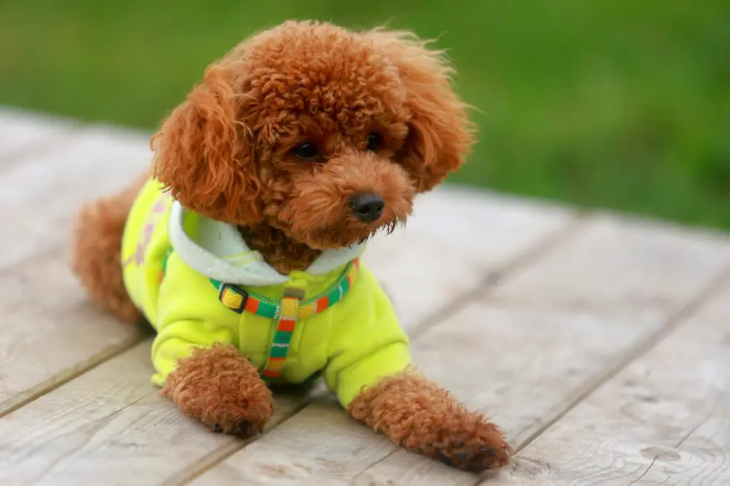 <p>The toy or miniature poodle is a bright, smart dog that is full of charm yet calm in nature. It has a neat coat that needs a bit of care, but its ease of mind and kind ways are worth the work. This breed is famed for its quick mind and clear love for a good pace of life. Many seniors find the poodle a fine pick because it sheds little and learns fast. Its small size makes it a safe friend for indoor life, and its keen eyes show a warm, true heart. The poodle is well known for its mix of smart ways and a calm, steady bond.</p> ::Pexels