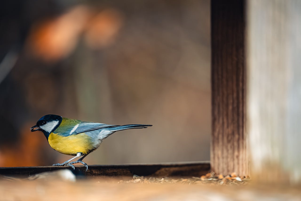 <p> With over 500 documented bird species, Florida is a bird-watcher's paradise. The Great Florida Birding and Wildlife Trail, a 2,000-mile network, encompasses nearly 550 designated sites across diverse habitats. During winter migrations, the state can witness over 6.6 million birds in a single night. Species such as the bald eagle, Florida grasshopper sparrow, and yellow rail are among the highlights. The state's wetlands, forests, and coastal areas offer abundant opportunities for both novice and seasoned birders. </p> :: Pexels