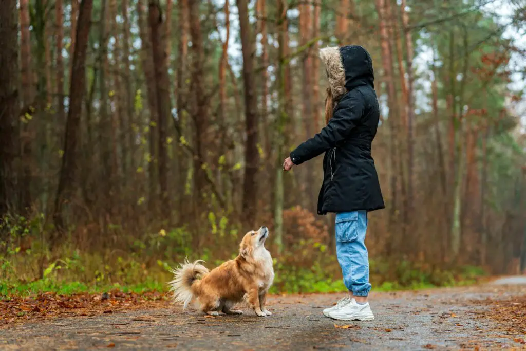 <p>Training is a vital part of a pet’s life that keeps them safe and well-behaved. Consistent training builds good habits, whether it is for simple commands like “sit” or more complex tricks. Many pet owners find that a well-trained pet is easier to care for and brings more joy to daily interactions. Socialization with other pets and people can also reduce anxiety and boost confidence. Regular training sessions, combined with social outings, can help your pet feel at ease in new environments. This method not only makes life smoother but also strengthens the bond between you and your pet.</p> ::Pexels