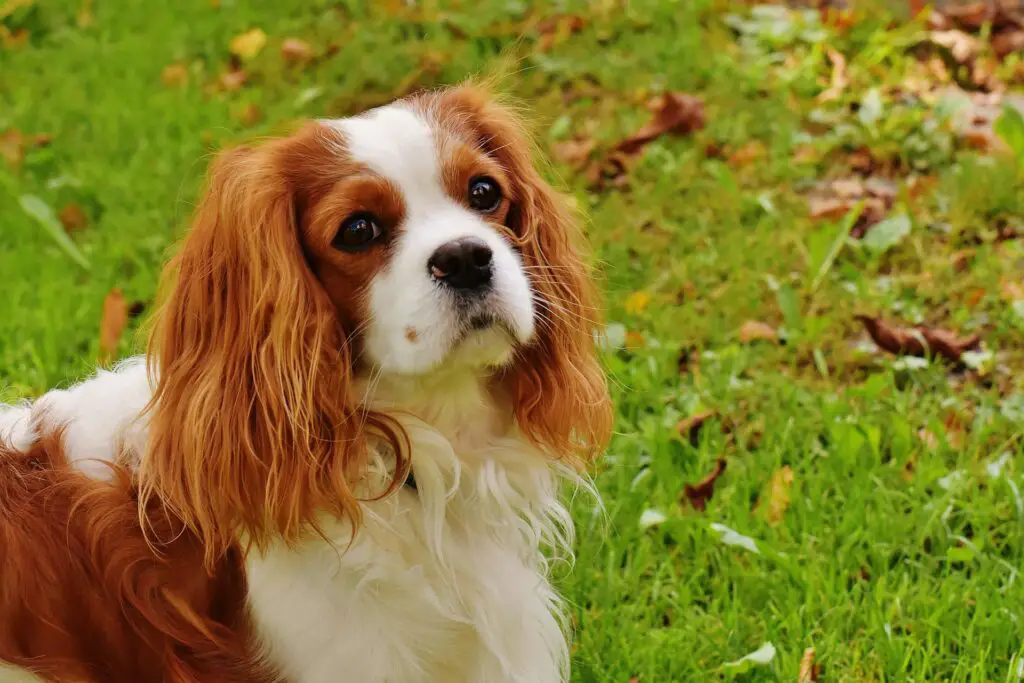 <p>The Cavalier King Charles Spaniel is a small dog with a gentle soul and a loving heart. It has a soft look and a calm pace that many seniors find a perfect match for a slow life. This breed is known for its warm eyes and kind ways that help ease the mind. Its small size makes it a good friend for those who live in a home with low space. The dog is well liked for its ease of care and its sweet, calm ways that bring joy to its owner. It is a top pick for those who need a true pal that fits well in a quiet life.</p> ::Pexels