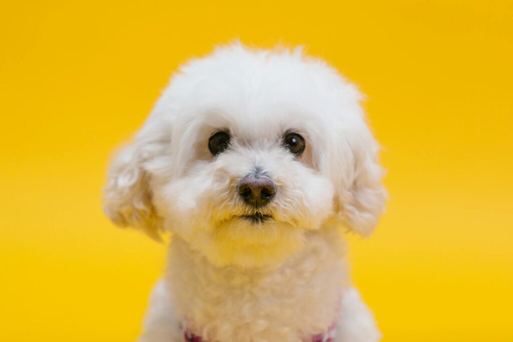 <p>The Bichon Frise is a small, puffy dog with a bright face and a fun, kind heart. It has a soft coat that does not shed much, which suits those who need a pet with low mess. This breed is famed for its fun ways and calm step that fit well in a home that values ease. Many seniors love the Bichon Frise for its simple care and clear cheer that lifts the heart. Its small build and bright eyes bring a sense of fun and warmth to its owner. The Bichon Frise is well known as a friendly pal that makes life feel light and full of smiles.</p> ::Pexels